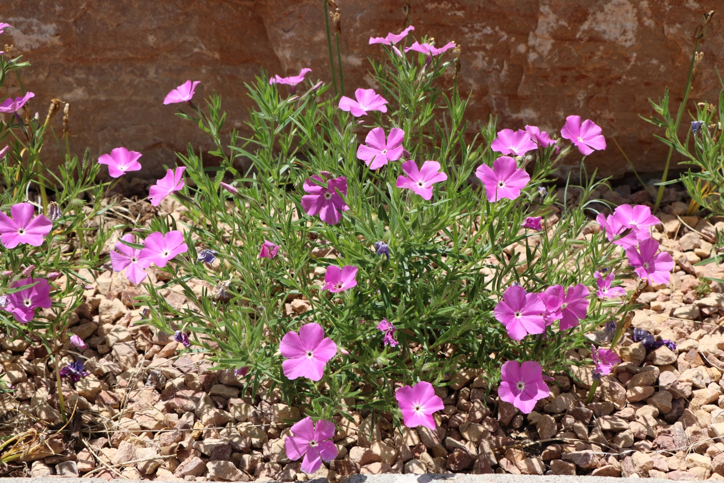 Santa Fe Phlox